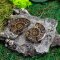 Ammonites couple